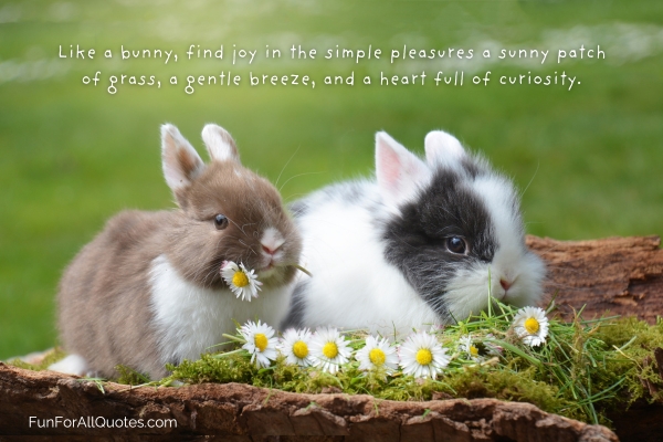 Bunny Quotes