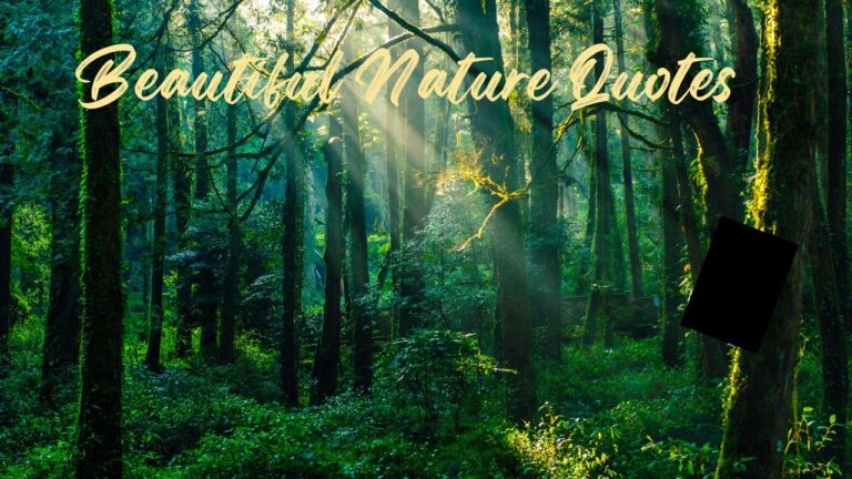 Short & Beautiful Nature Quotes to Refresh Your Soul