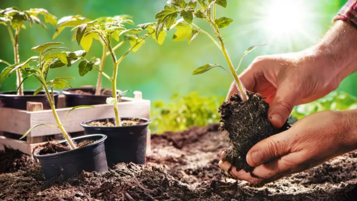 Green Thumb Quotes to Inspire Your Gardening Journey